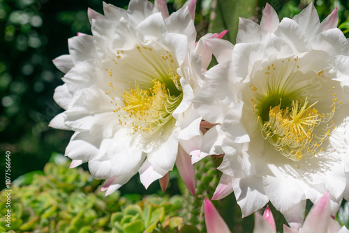 flor blanca de cactus 