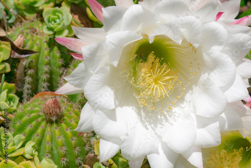 flor blanca de cactus 