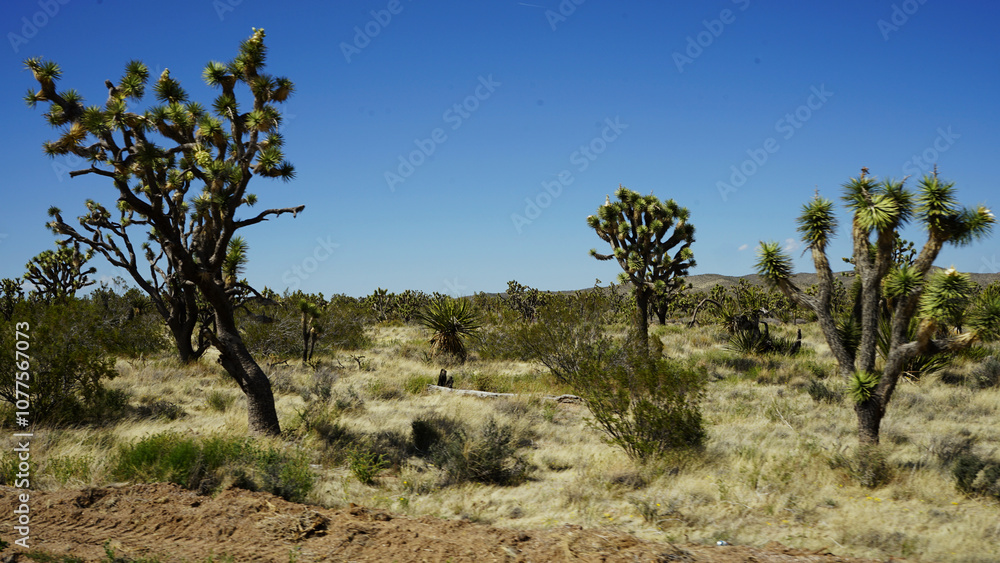 Joshoua trees in Nevada desert early morning Joshoua trees in Nevada desert early morning