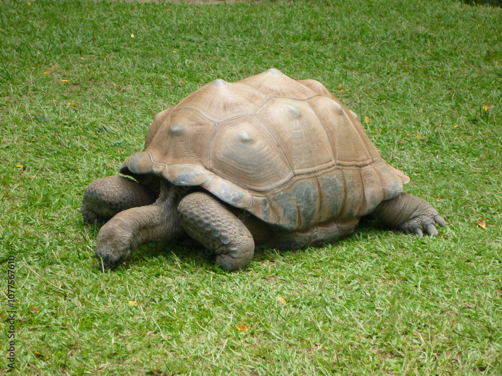 Giant tortoise resting on the grass, eating grass