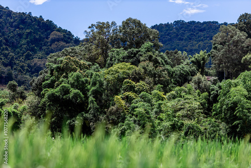 Panoramic nature background from the viewpoint with mountains, big trees, green rice fields, the joy of adventure travel and energy conservation from the ecosystem.