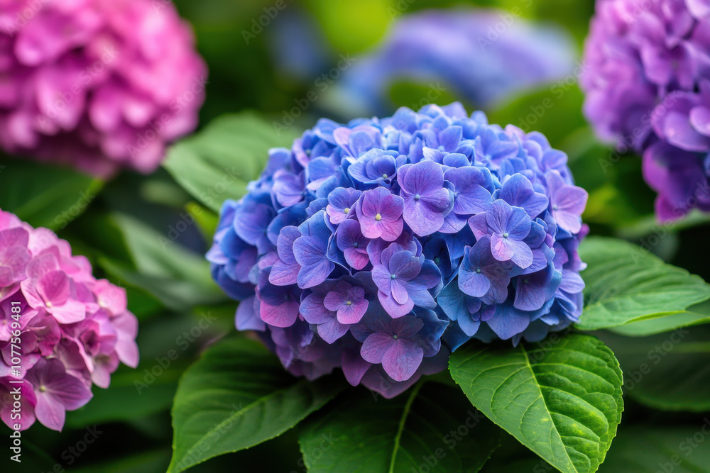 Vibrant hydrangea flowers in full bloom, showcasing lush purples and pinks, surrounded by rich green leaves, creating a serene and colorful garden scene. Vibrant hydrangea flowers in full bloom, showcasing lush purples and pinks, surrounded by rich green leaves, creating a serene and colorful garden scene.