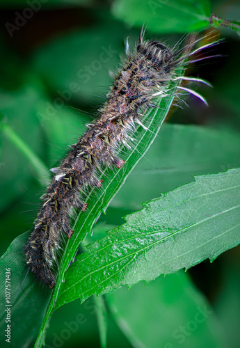 Macro photo caterpillar on a leaf