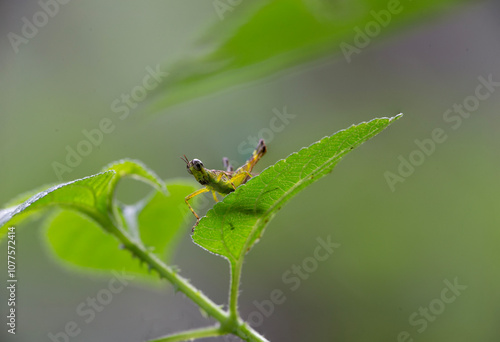 Macro bug on a leaf