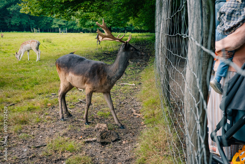 Deer in a Field by a Fence with People Watching from the Other Side photo