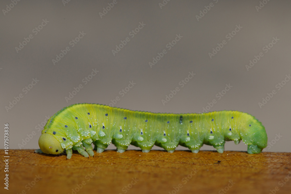 Green caterpillar on a wooden surface Green caterpillar on a wooden surface