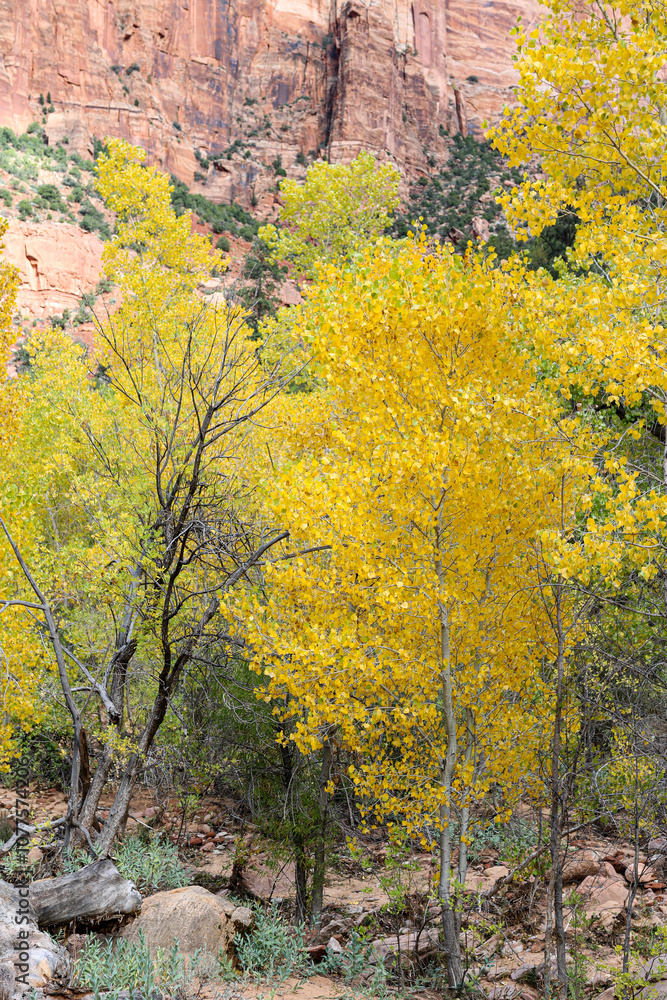Fototapeta premium Beautiful Cottonwood trees along Pine Creek at Zion.