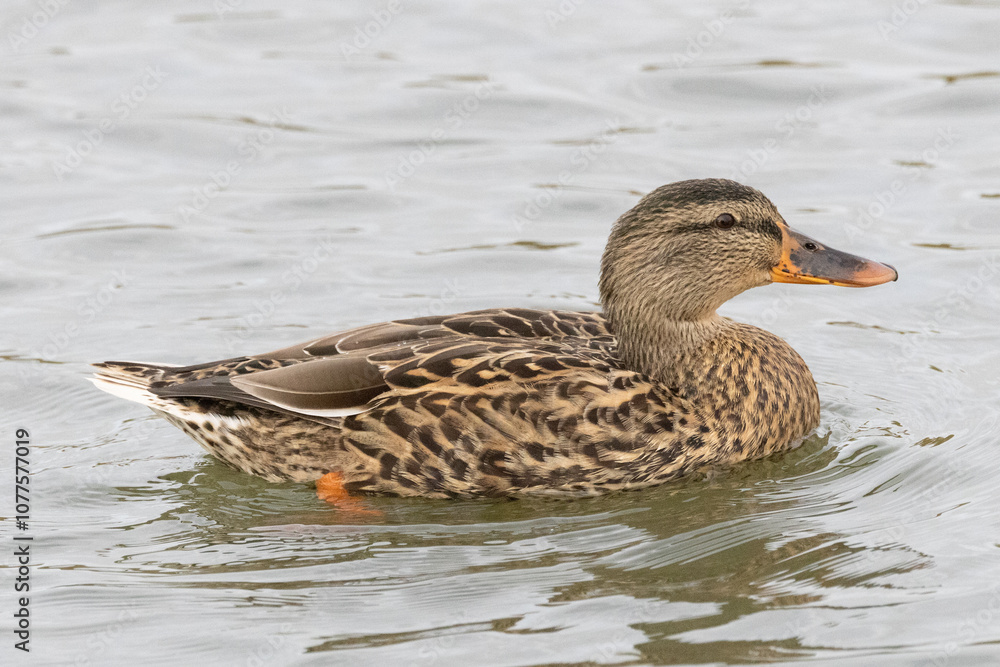 Close up of a female mallard duck. Large image. Close up of a female mallard duck. Large image.