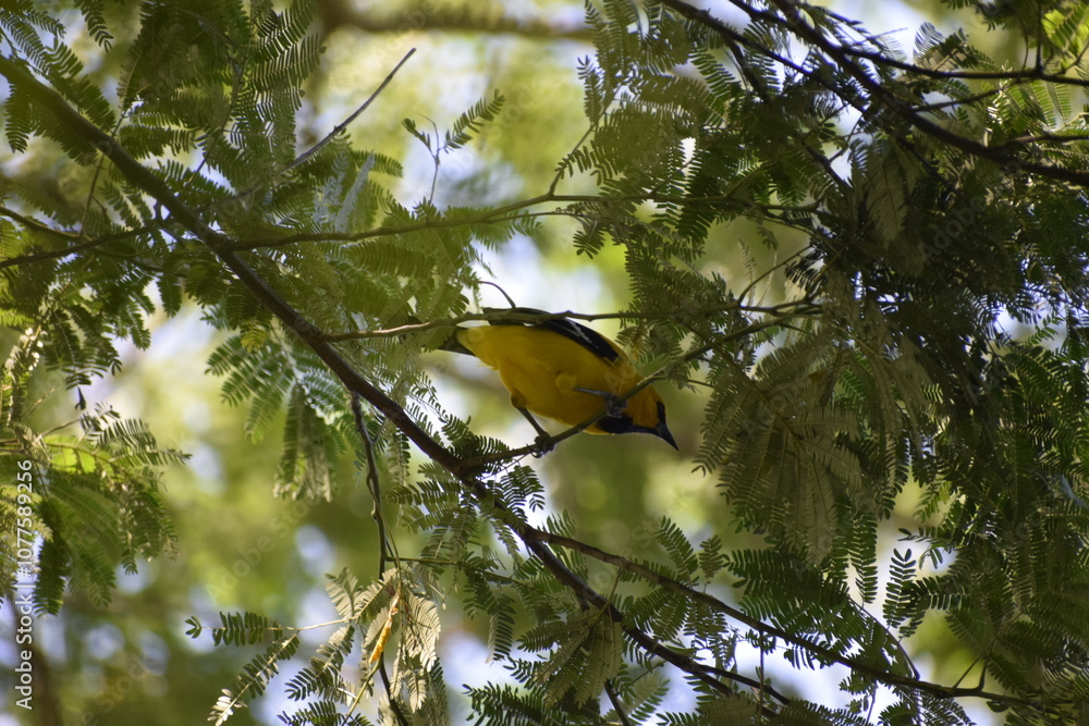 Fototapeta premium Birds of Colombia