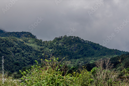 Natural background of various trees growing in the foothills of the mountain and natural waterfall flowing from high places amidst clear sky. The beauty of panoramic ecosystem.