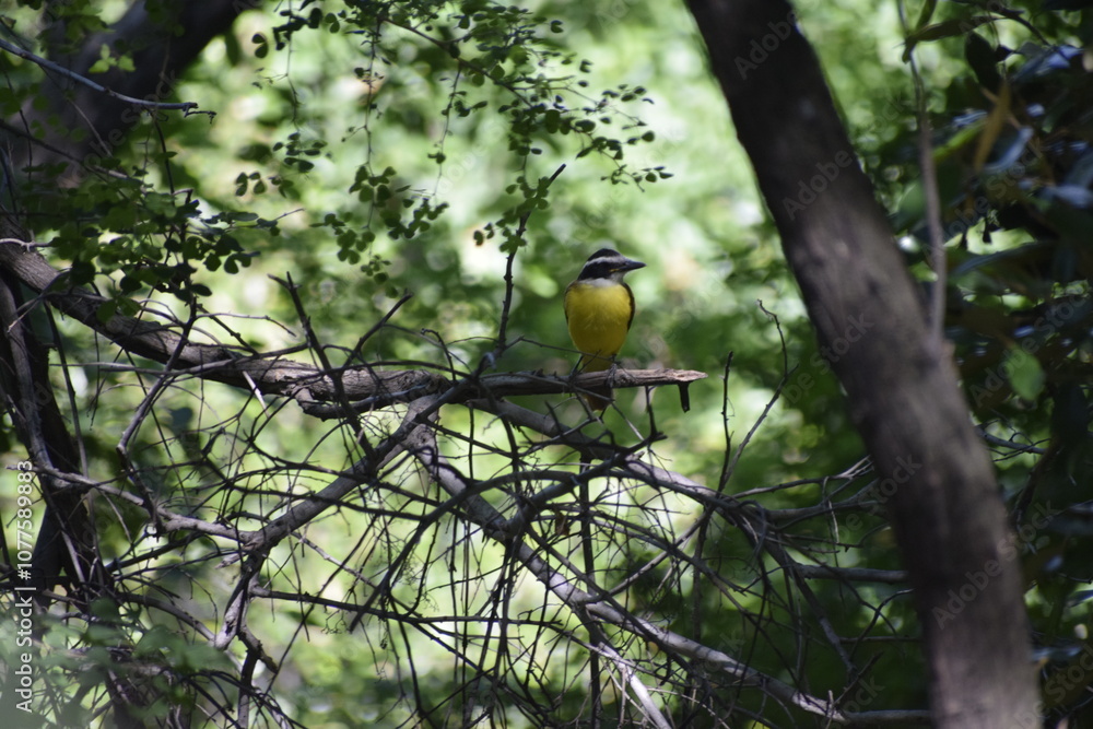 Fototapeta premium Birds of Colombia