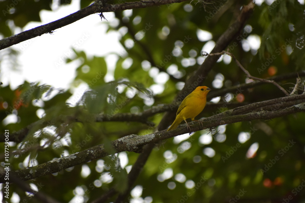 Fototapeta premium Birds of Colombia