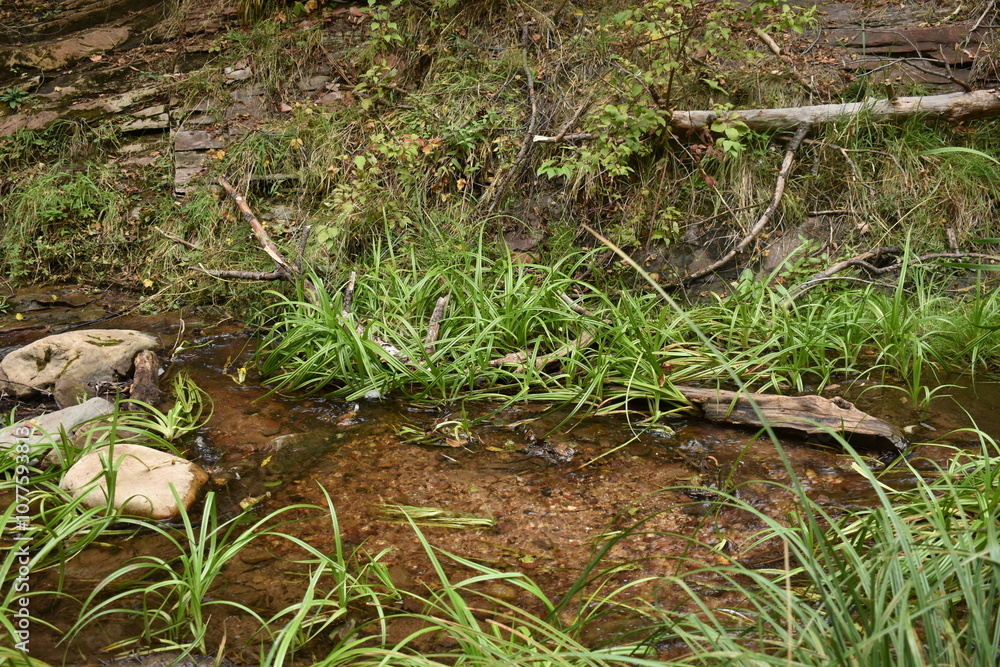 Green foliage along forest river Green foliage along forest river