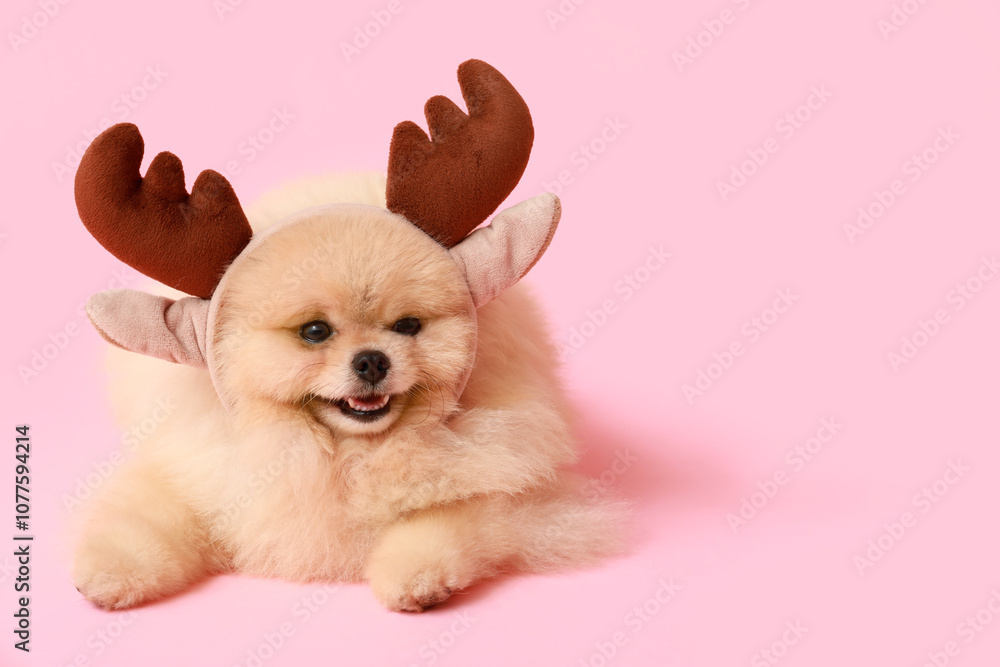 Cute Pomeranian dog in reindeer horns on pink background Cute Pomeranian dog in reindeer horns on pink background