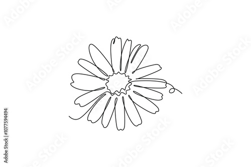 Single continuous line drawing beauty fresh bellis perennis. Printable decorative poster common daisy flower concept for wall home decoration. Dynamic one line draw graphic design vector illustration