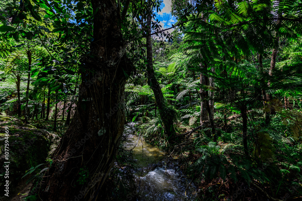 Natural background of various trees growing in the foothills of the mountain and natural waterfall flowing from high places amidst clear sky. The beauty of panoramic ecosystem. Natural background of various trees growing in the foothills of the mountain and natural waterfall flowing from high places amidst clear sky. The beauty of panoramic ecosystem.