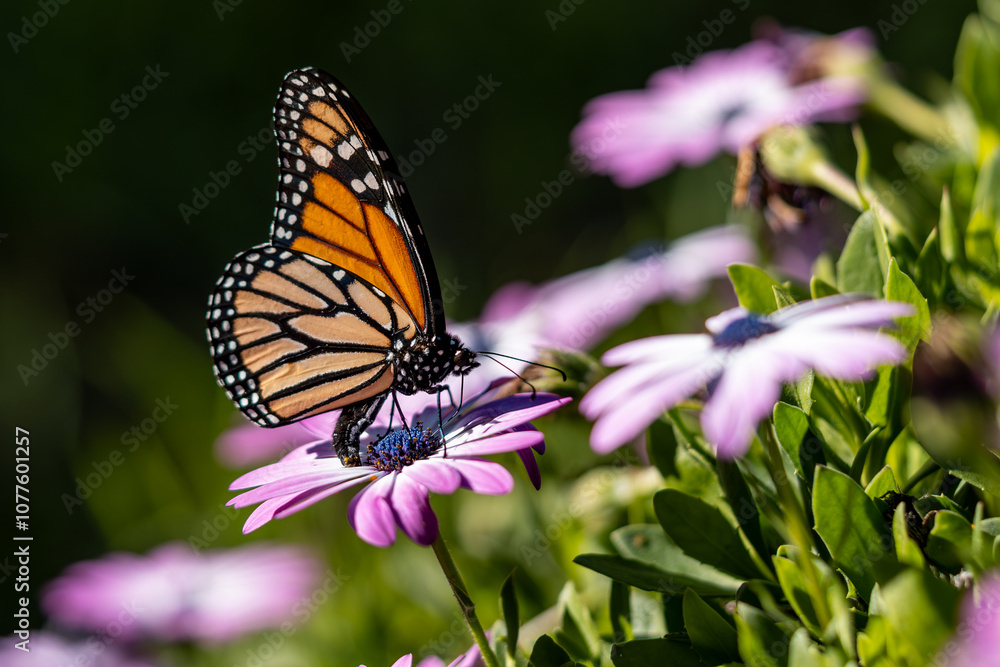 Fototapeta premium Close-up of a monarch butterfly on a purple daisy flower