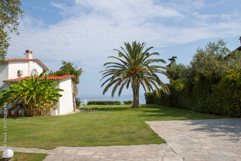 palms in the garden palms in the garden