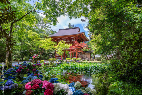 女人高野室生寺 仁王門とバン字池の紫陽花　奈良県宇陀市室生 photo