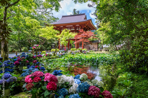 女人高野室生寺 仁王門とバン字池の紫陽花　奈良県宇陀市室生