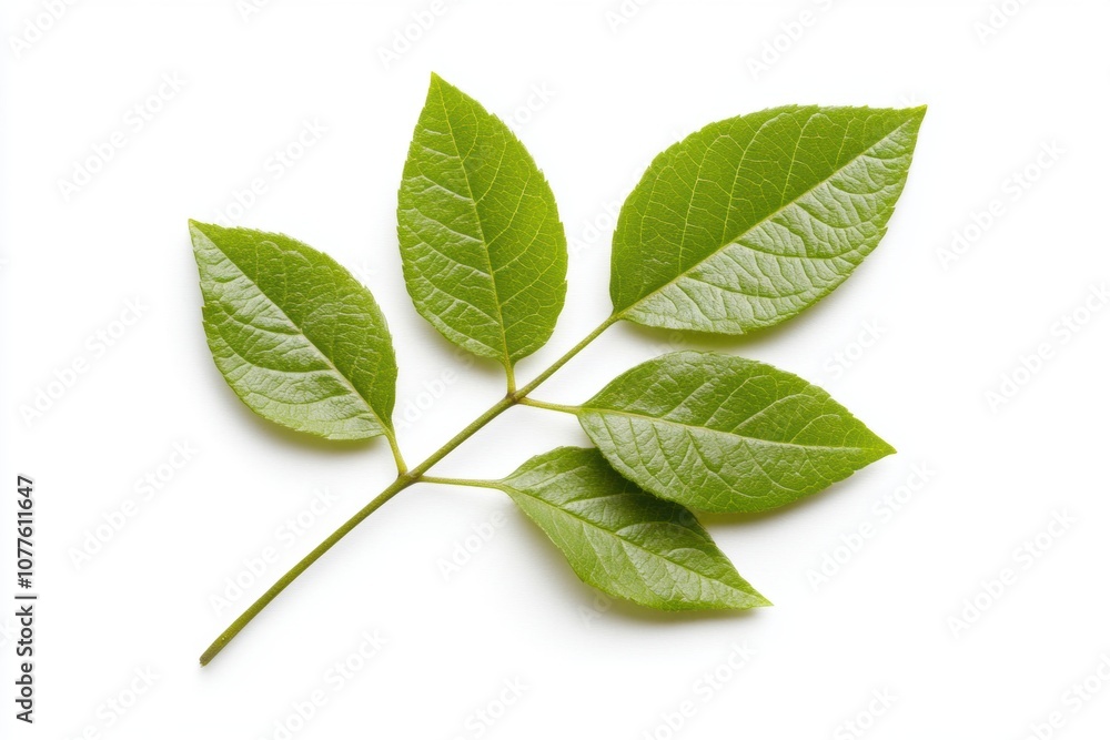 Fototapeta premium High-Quality Isolated Green Leaf Symbolizing Serenity and Nature