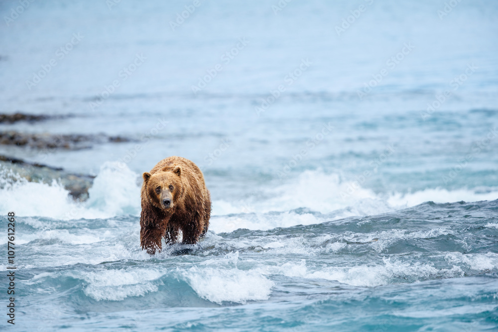 Bear in the River