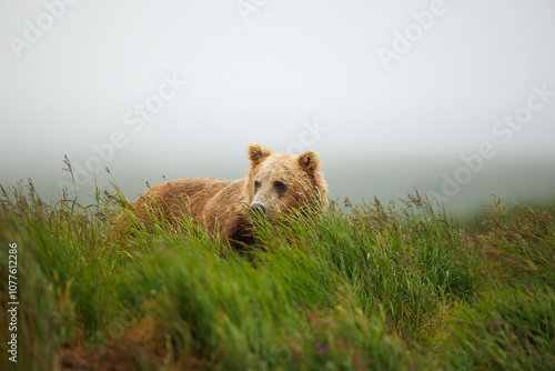 Brown Bear on a Foggy Day photo