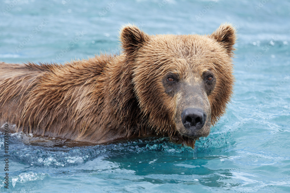 Brown Bear Brown Bear