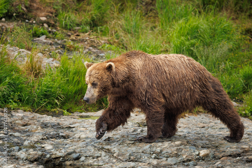 Brown Bear Walking Brown Bear Walking