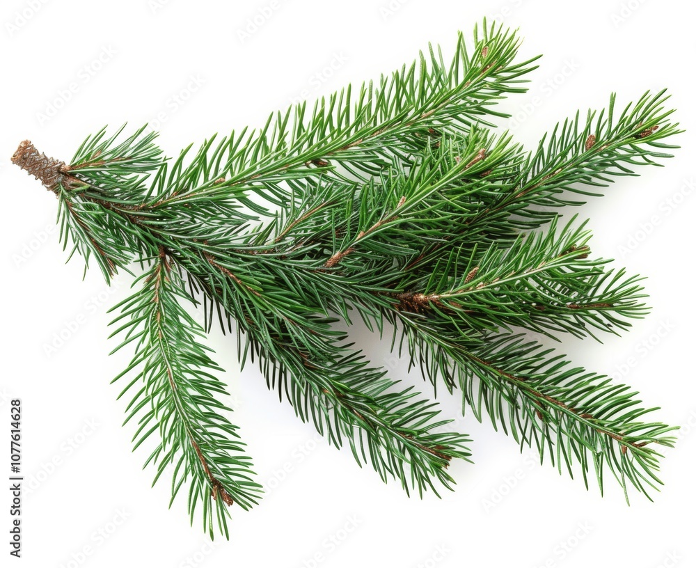 christmas tree branches christmas tree branches
