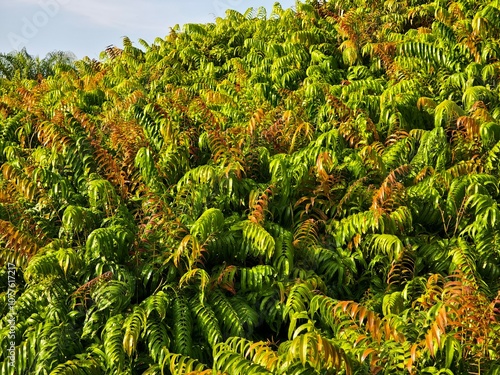 Kelakai plants (Stenochlaena Palustris) grow wild and abundantly in the tropical nature of Kalimantan photo