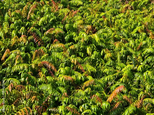 Kelakai plants (Stenochlaena Palustris) grow wild and abundantly in the tropical nature of Kalimantan photo