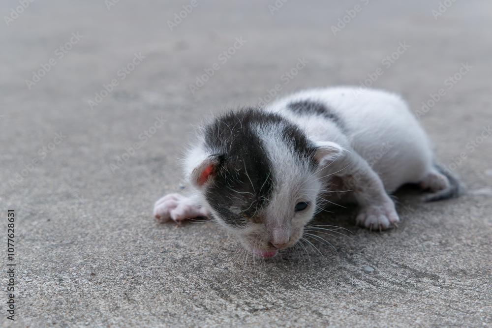 a poor abandoned one-eyed kitten groans and crawls with difficulty a poor abandoned one-eyed kitten groans and crawls with difficulty