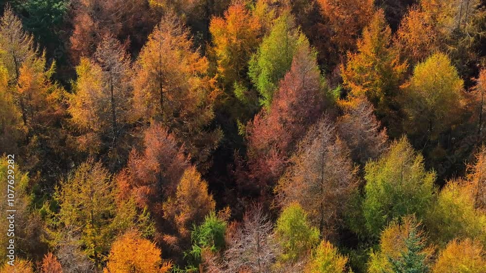 Medium aerial shot flying over vivid autumnal forest Medium aerial shot flying over vivid autumnal forest