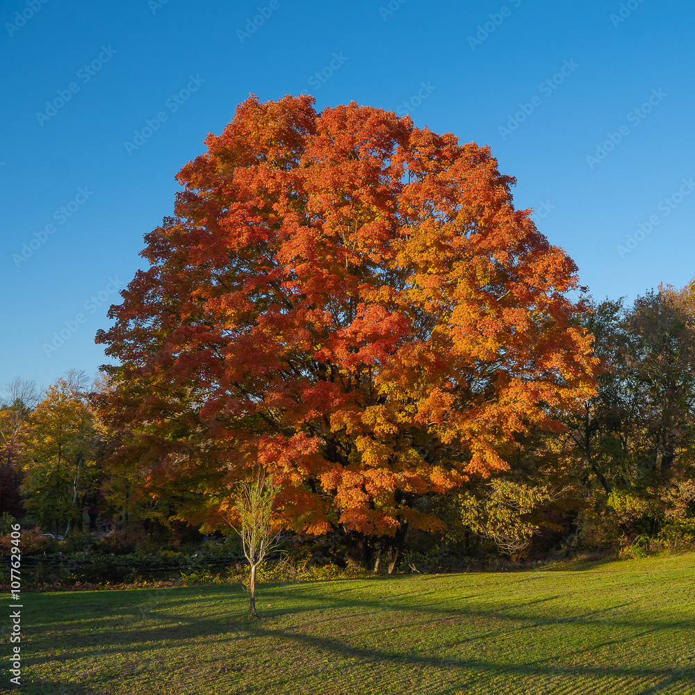 Naklejka premium Tree Fall Foliage red yellow leaves