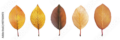 Close up photo, collection set of five different orange and yellow colorful leaves in autumn, isolated on panoramic whitebackground, fall autumnal season , ai photo