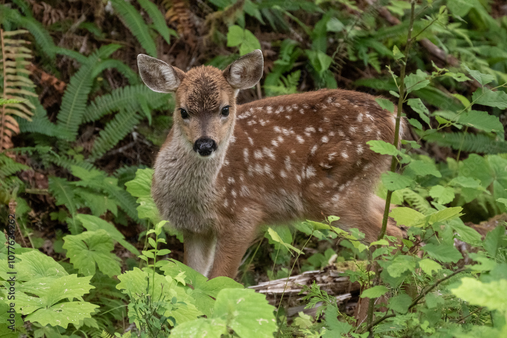 Spotted Fawn Attempts to Hide in Foliage Alongside Trail Spotted Fawn Attempts to Hide in Foliage Alongside Trail
