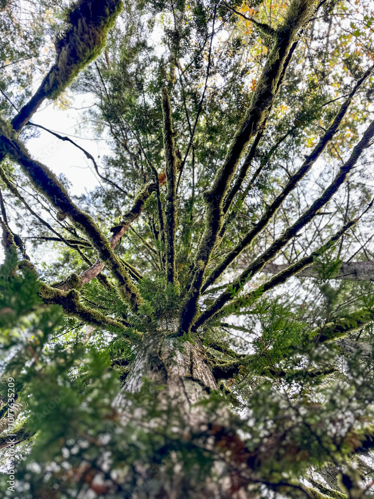 Obraz premium trees in the forest