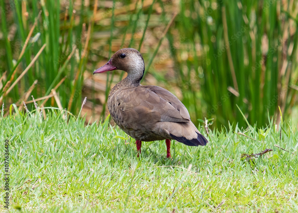 Brazilian Teal Brazilian Teal
