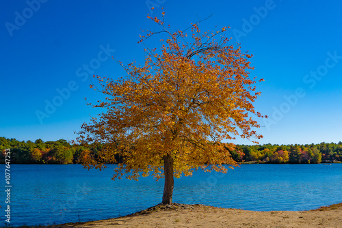 Fall foliage tree orange leaves blue sky