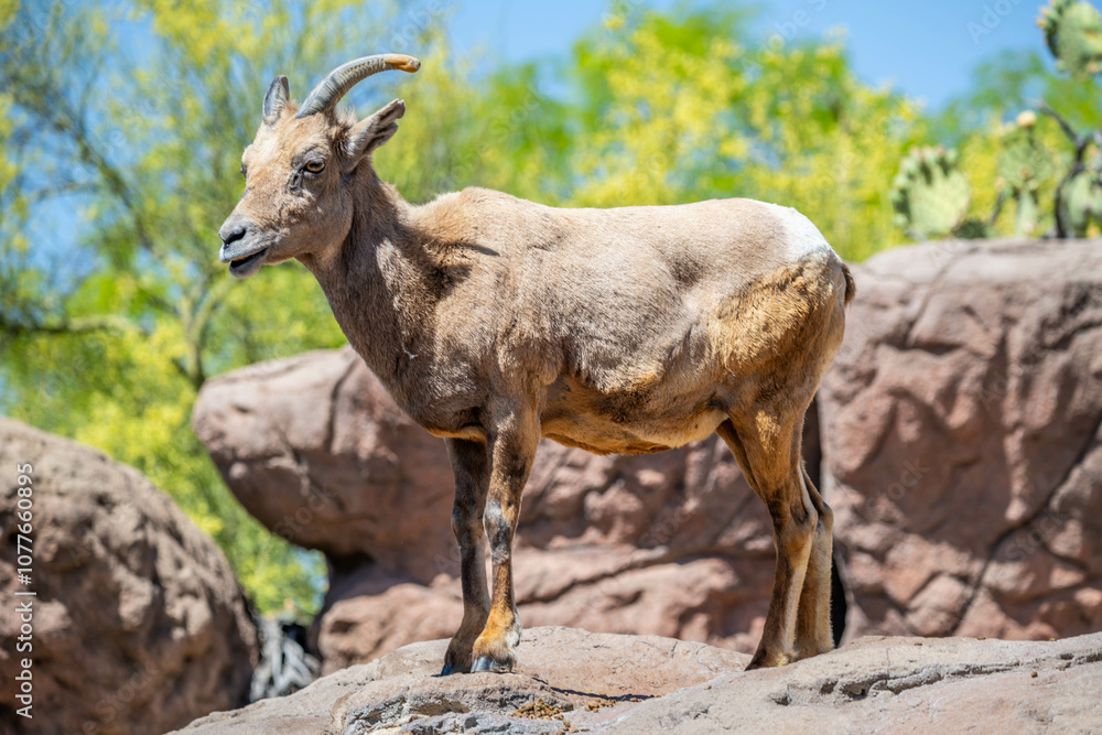 A Bighorn Sheep in the field of Tucson, Arizona A Bighorn Sheep in the field of Tucson, Arizona