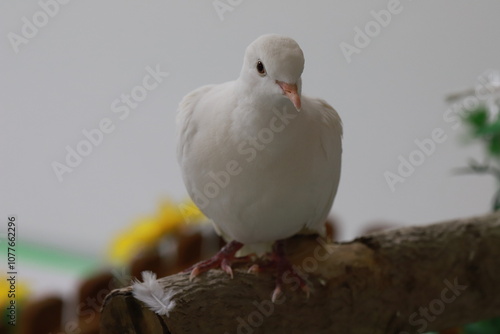木に止まっている白鳩