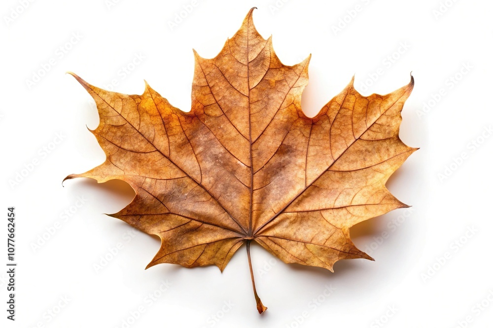 Close-Up of dorsal side of dried brown autumn maple leaf Close-Up of dorsal side of dried brown autumn maple leaf