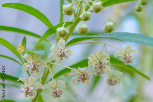 The blooming white flowers of Balloonplant.