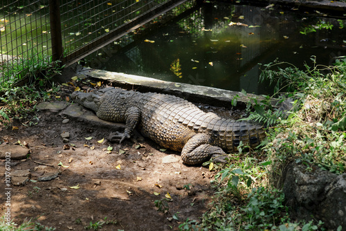 Crocodile Resting by the Water