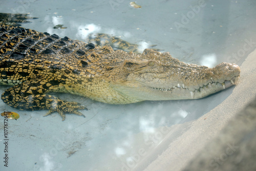 Close-Up of Crocodile in Calm Water