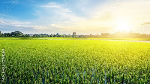 A vibrant green rice field under a bright sky at sunrise.