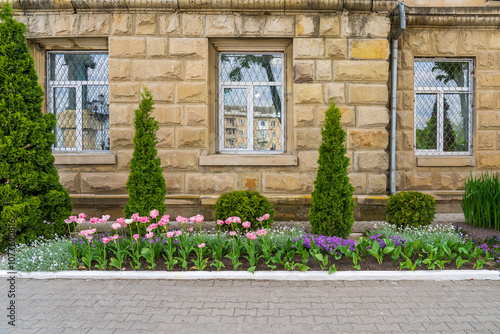 Flowers in a flower bed tulips. Greening the urban environment. Background with selective focus