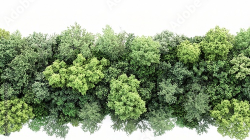 Lush Green Trees Isolated on White Background Capturing the Essence of Summer Wilderness with Vibrant Foliage and Diverse Canopy