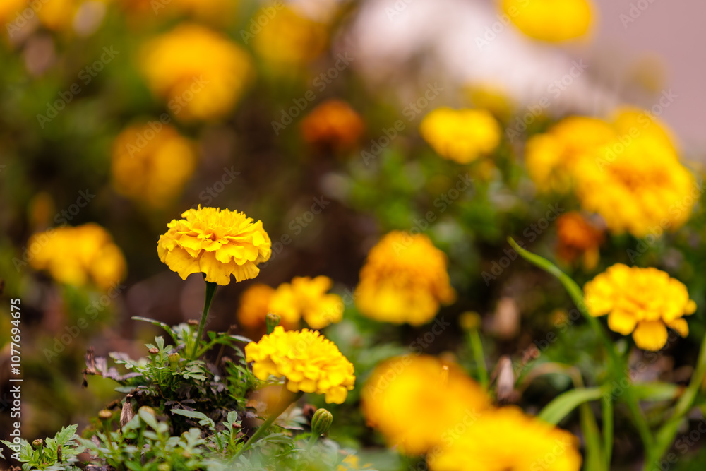 A field of yellow flowers with some brown flowers in the background A field of yellow flowers with some brown flowers in the background